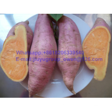 Water Washed New Crop Food Grade New Crop Sweet Potato